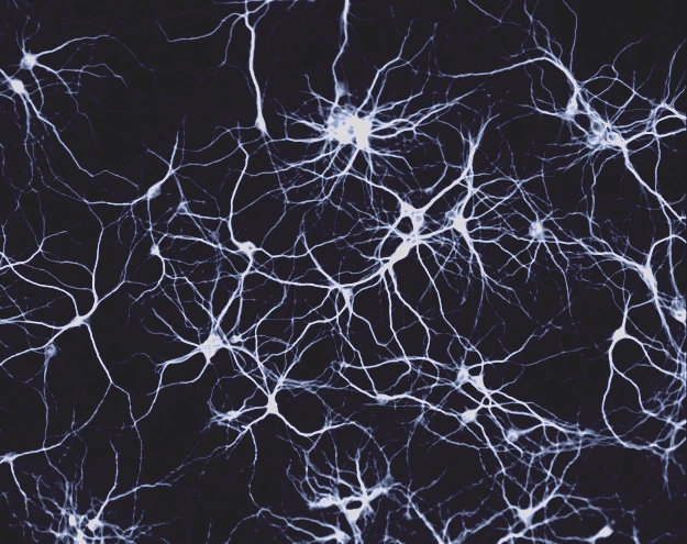 neurônios
